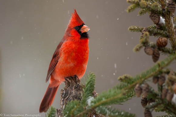 Cardinal - Male in Snow - IMG102__9651