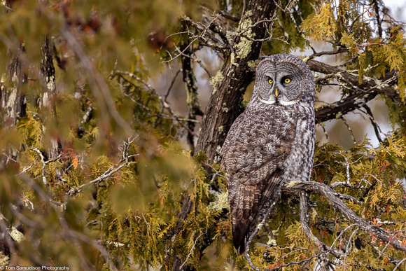 Owl - Great Gray - IMG134_9911